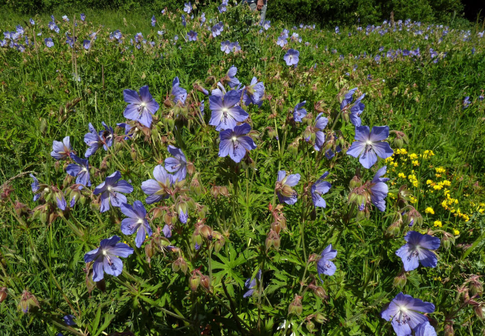 Meadow Cranesbill, Burley-In-Wharfedale, 15th June 2021