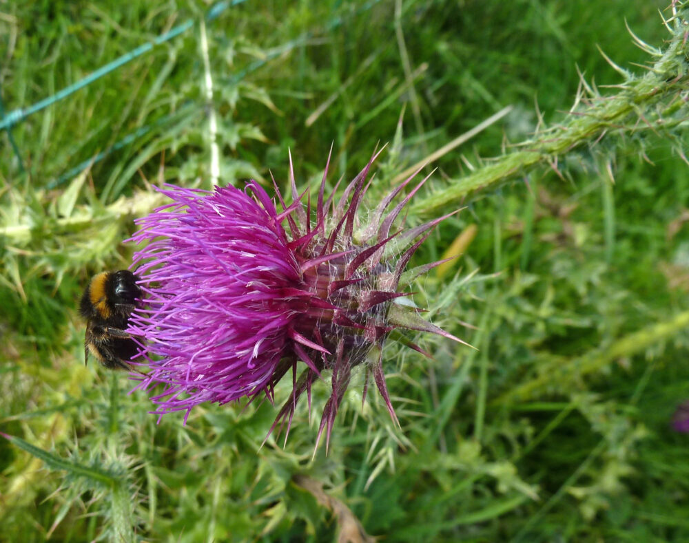 Musk Thistle With Bee