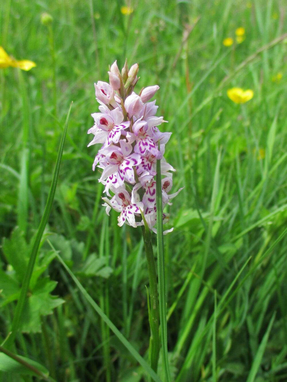 Common Spotted Orchid, 22nd June