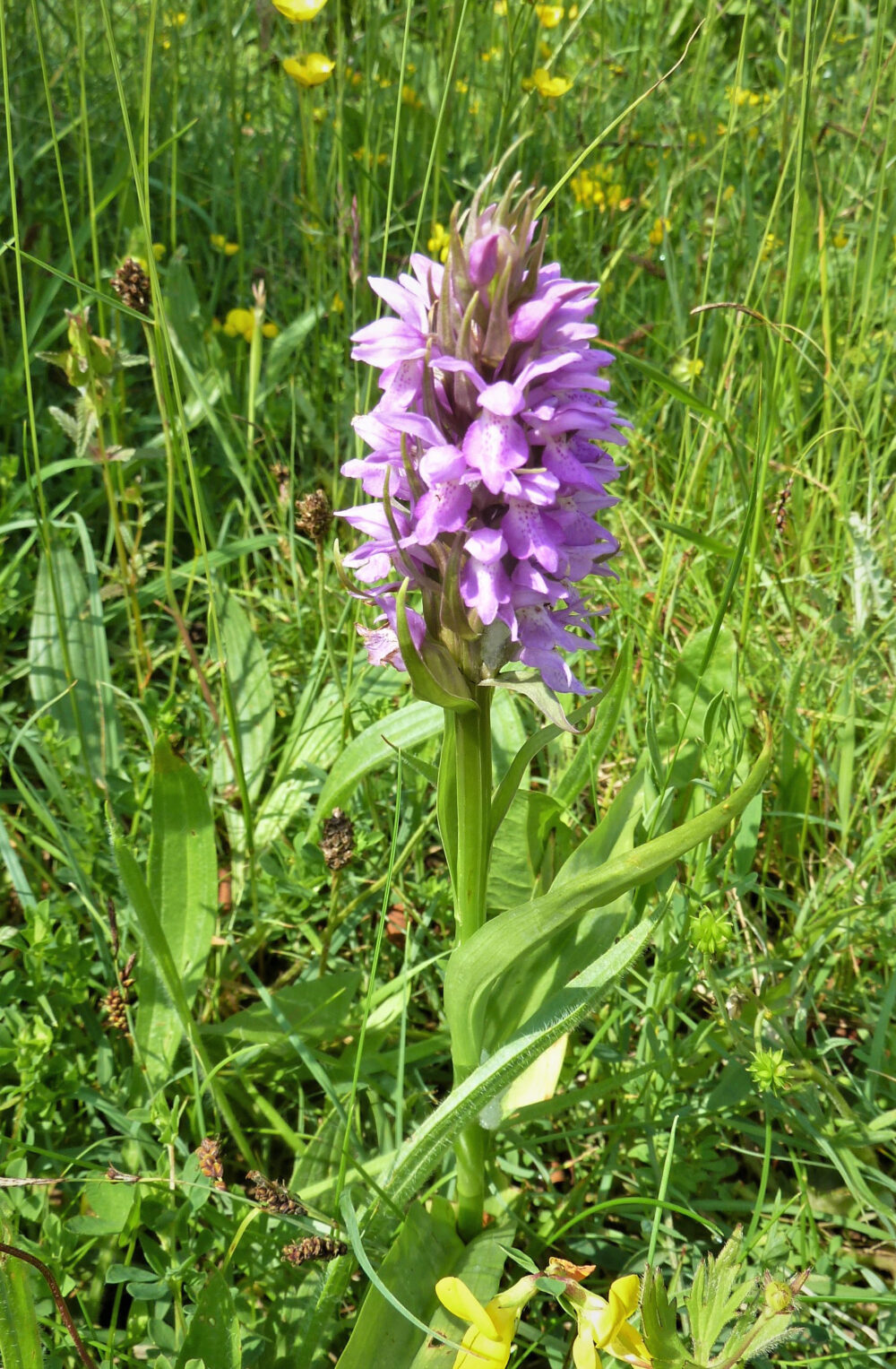 Orchid, 15th June