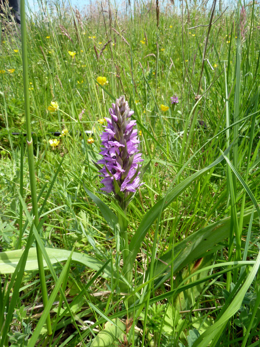 Orchid In Sward, 15th June