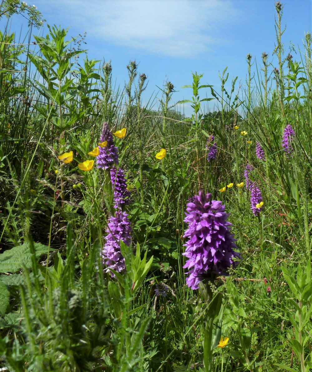 Orchid Patch, Burley-In-Wharfedale, 15th June 2021