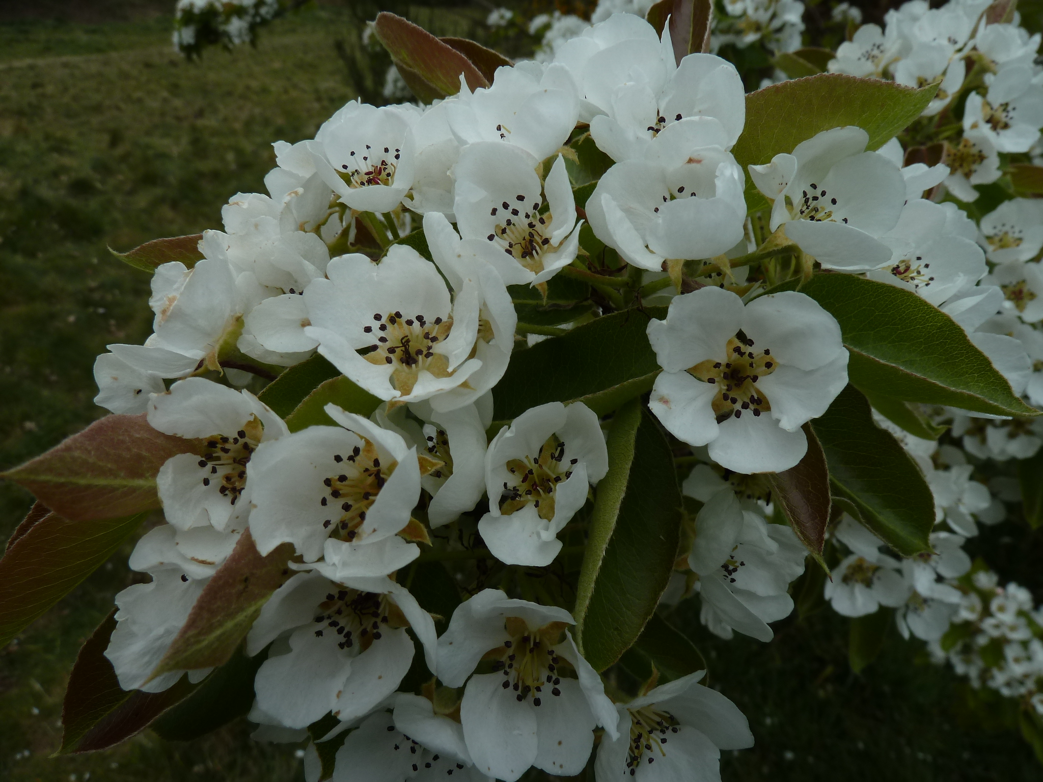 Close up of a mass of pear blossom 