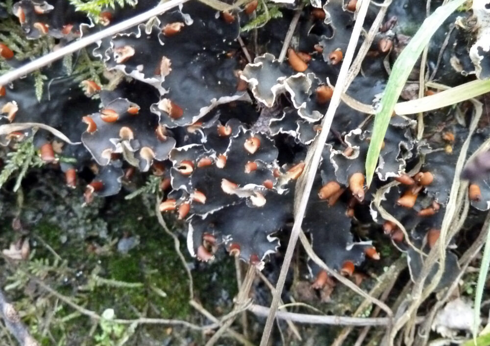 Peltigera-Dog Lichen