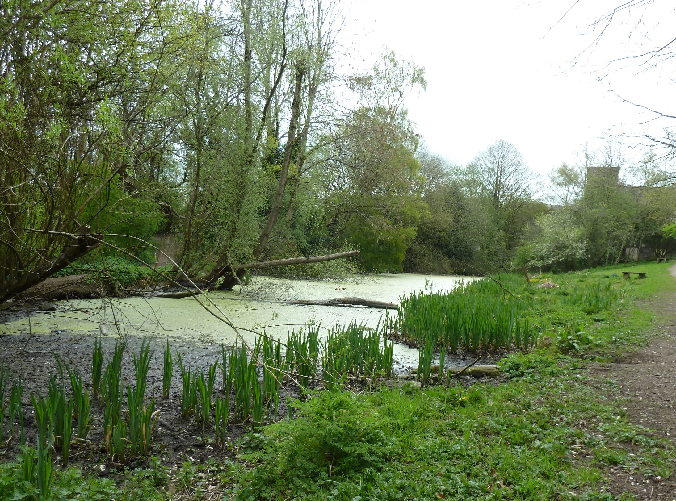 Pond and vegetation 