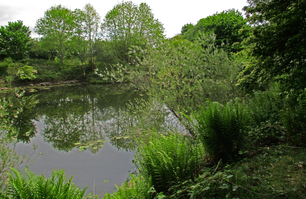 Pond With Yellow Water Lilies, 19th May
