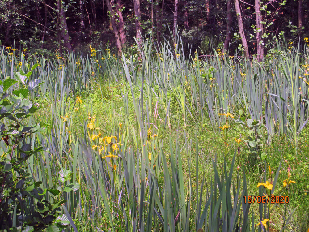 Pond Vegetation, 15th June