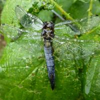 Black-tailed Skimmer, Ripon City Wetlands, 18th July 2023