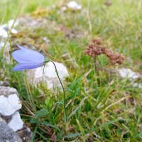 Harebell, Stainforth, 17th October 2023