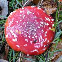 Fly Agaric, Raw Nook, 24th Oct 2023
