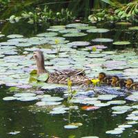 Mallards and Fringed Water-lily, Nob End, 4 July 23