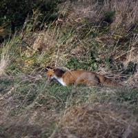 Fox, Rodley Nature Reserve, 9th November 2021
