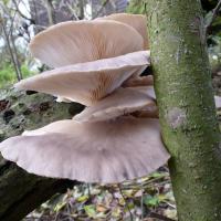 Oyster mushrooms, Blacktoft, 21 Nov 23