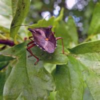 Red-legged Shieldbug, Ripon City Wetlands, 23rd July 2024