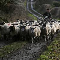 Flock Of Sheep, Silsden, 11th Jan 2022