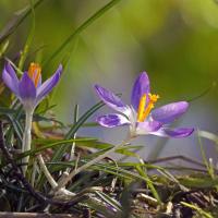 Crocuses on The River Bank, Ilkley, 1st March 2022