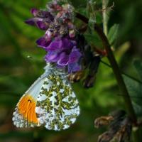 Orange Tip Butterfly, Rougemont Carr, 10th May 2022