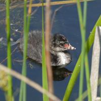 Black-necked Grebe Chick, St Aidan's RSPB, 23rd May 2023