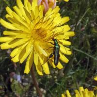 ?Thick-legged Flower Beetle, St Aidan's RSPB, 23rd May 2023