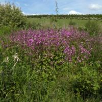 Red Campion, St Aidan's RSPB, 23rd May 2023
