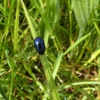 Blue Bug (?Alder Leaf Beetle), St Aidan's RSPB, 23rd May 2023