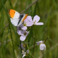 Orange Tip Butterfly, St Aidan's RSPB, 23rd May 2023