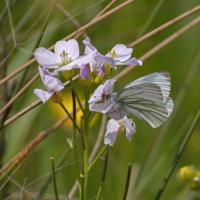 Green-veined White, St Aidan's RSPB, 23rd May 2023