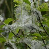 Bird Cherry Ermine Moth Larval Webs, Grass Wood, 30th May 2023