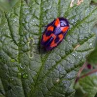 Froghopper, Grass Wood, 30th May 2023