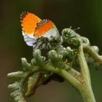 Orange-tip Butterfly, Grass Wood, 30th May 2023