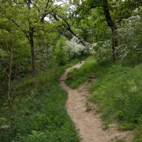 Woodland Path, Grass Wood, 30th May 2023
