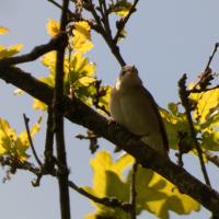 Garden Warbler, Grass Wood, 30th May 2023