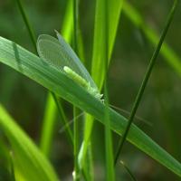 Lacewing, Grass Wood, 30th May 2023