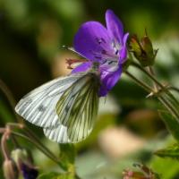 Green-veined White, Grass Wood, 30th May 2023