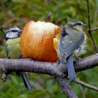 Blue Tits Feasting On An Apple, High Batts, 25th July 2023