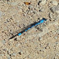 Common Blue Damselfly, Leighton Moss, 5th September 2023