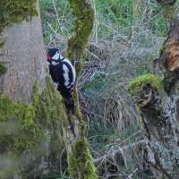 Great Spotted Woodpecker, Gargrave, 9th January 2024