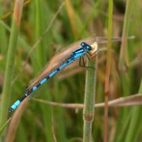 Blue Damselfly, Ripon City Wetlands, 23rd July 2024