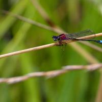 Blue-tailed Damselfly Female Form Rufescens, Ripon City Wetlands, 23rd July 2024