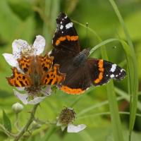 Comma and Red Admiral, Ripon City Wetlands, 23rd July 2024