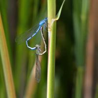 Paired Common Blue Damselflies, Ripon City Wetlands, 23rd July 2024