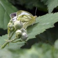 Green-veined White, Ripon City Wetlands, 23rd July 2024