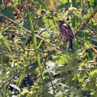 Female Reed Bunting, Ripon City Wetlands, 23rd July 2024