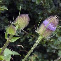 Teasels, Ripon City Wetalnds, 23rd July 2024