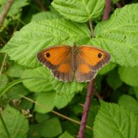 Gatekeeper, Trench Meadows, 27th July 2021