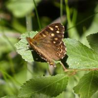 Speckled Wood, Ripon City Wetlands, 23rd July 2024
