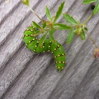 Emperor Moth Caterpillar, Malham, 12th July 2022