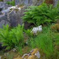 Ferns At Ribblehead Quarry, 22nd June 2021