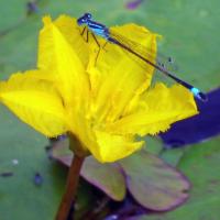 Blue-tailed Damselfly, Rodley Nature Reserve, 10th August 2021