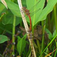 Paired Common Darters, Rodley Nature Reserve, 10th August 2021